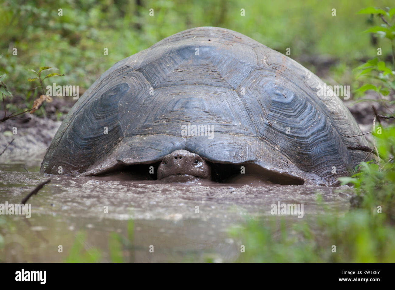 A Galapagos giant tortoise (Chelonoidis nigra porteri) in a mud wallow (Santa Cruz island, Galapagos). Stock Photo