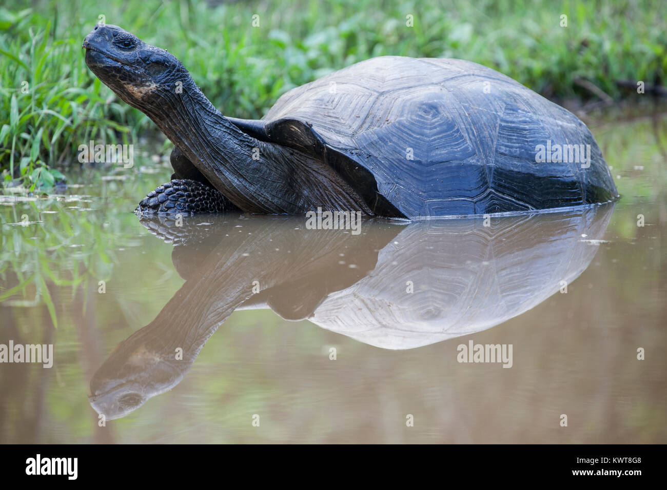 A Galapagos giant tortoise (Chelonoidis nigra porteri) in a pond (Santa Cruz island, Galapagos). Stock Photo
