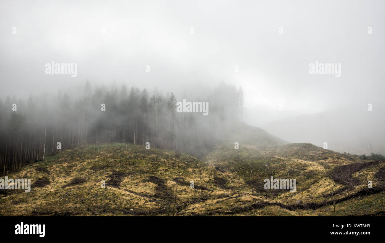 Low cloud shrouds sprice trees in forestry plantation woodland in Glen Nevis in the West Highlands of Scotland. Stock Photo