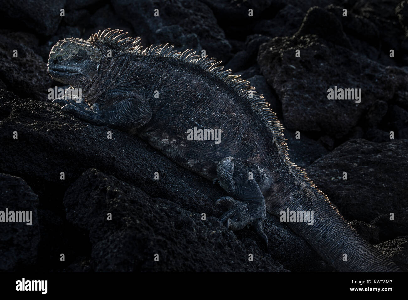 A Galapagos marine iguana (Amblyrhynchus cristatus albemarlensis), with its crest silhouetted by the afternoon sun. Stock Photo