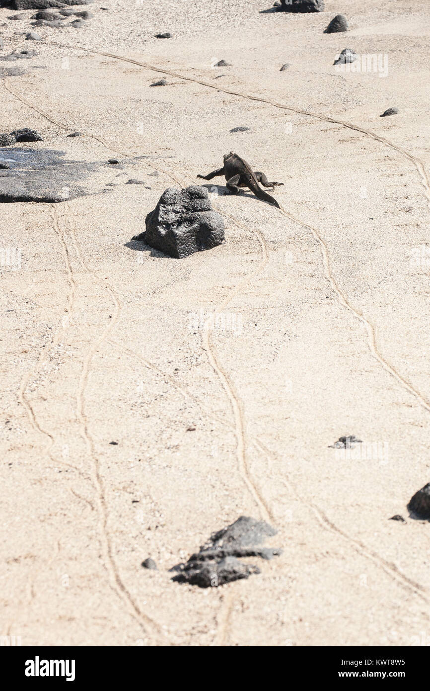 A single Galapagos marine iguana (Amblyrhynchus cristatus albemarlensis) walks along a sandy beach, leaving its tracks. Stock Photo