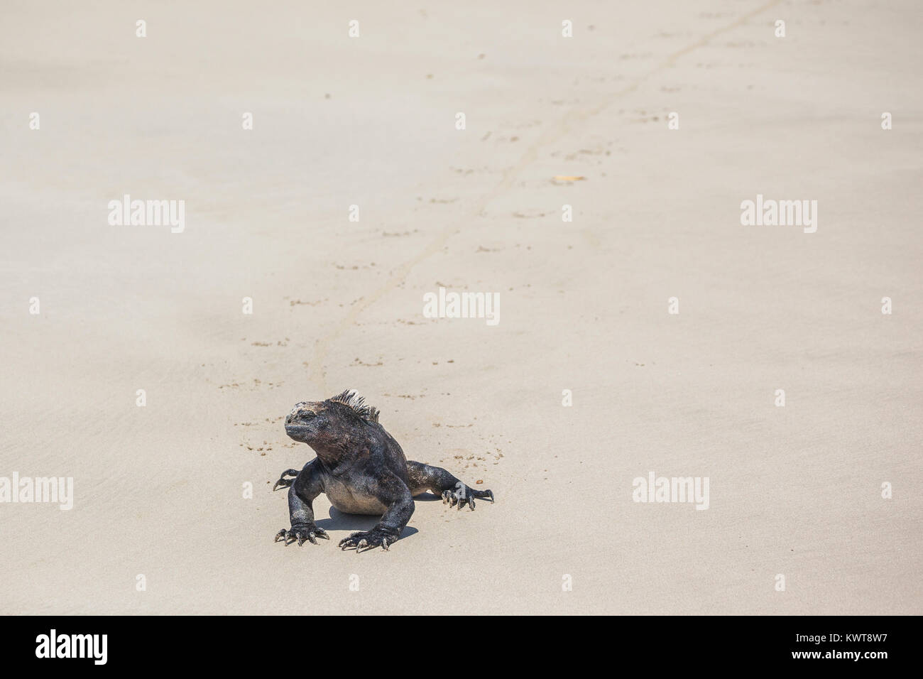 A single Galapagos marine iguana (Amblyrhynchus cristatus albemarlensis) walks along a sandy beach, leaving its tracks. Stock Photo
