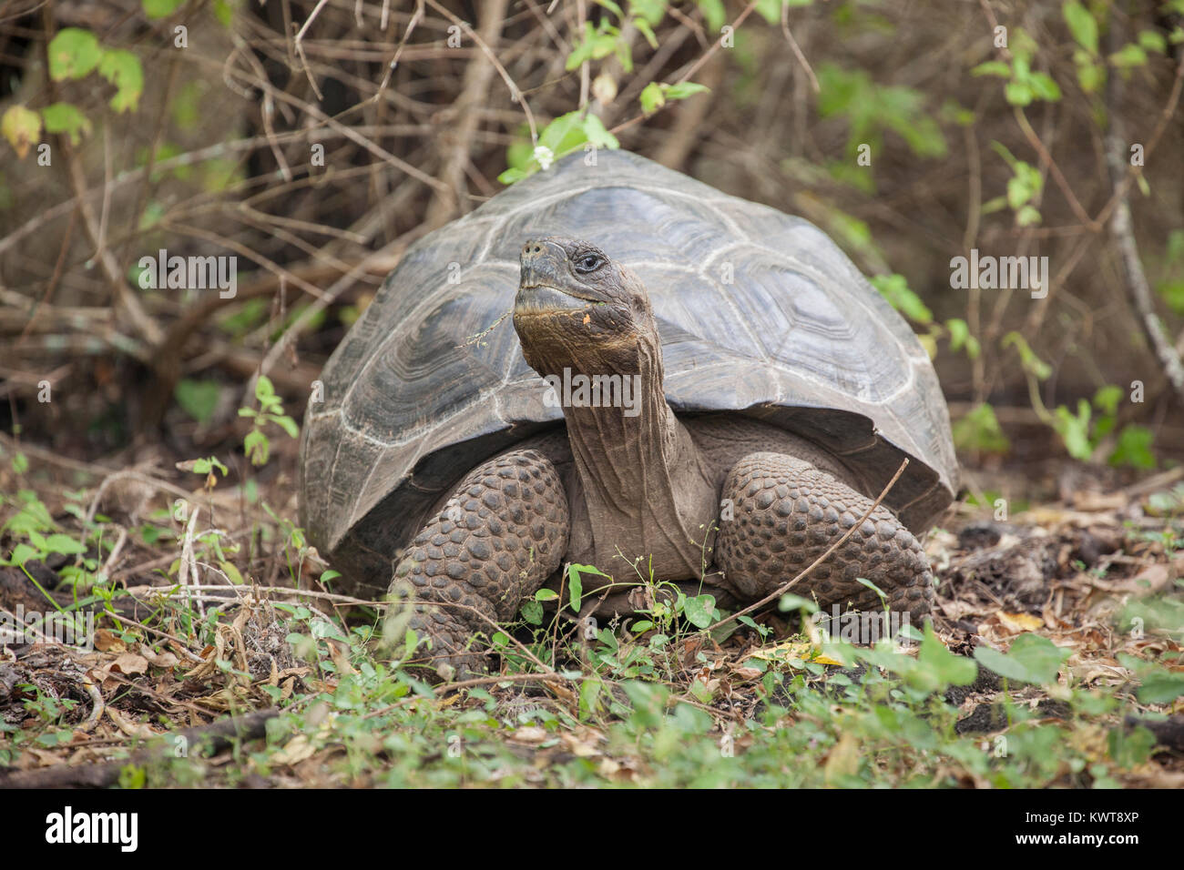 Galapagos giant tortoise (Chelonoidis nigra guntheri) in the wild. Isabela island, Galapagos. Stock Photo