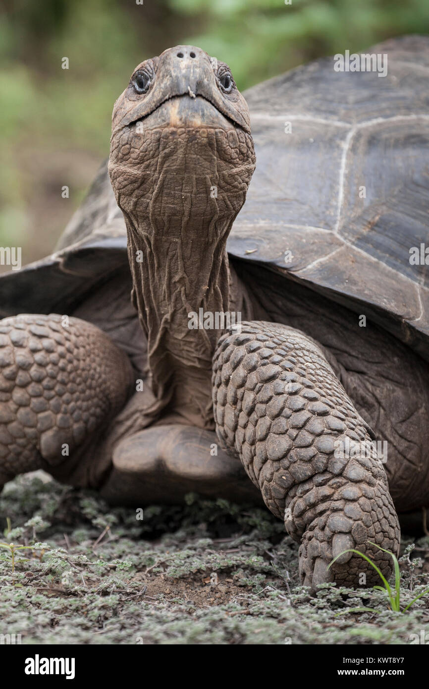 Galapagos giant tortoise (Chelonoidis nigra guntheri) in the wild. Isabela island, Galapagos. Stock Photo