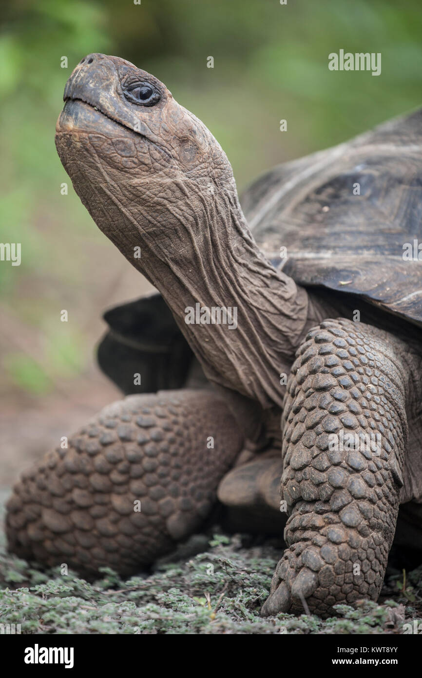 Galapagos giant tortoise (Chelonoidis nigra guntheri) in the wild. Isabela island, Galapagos. Stock Photo