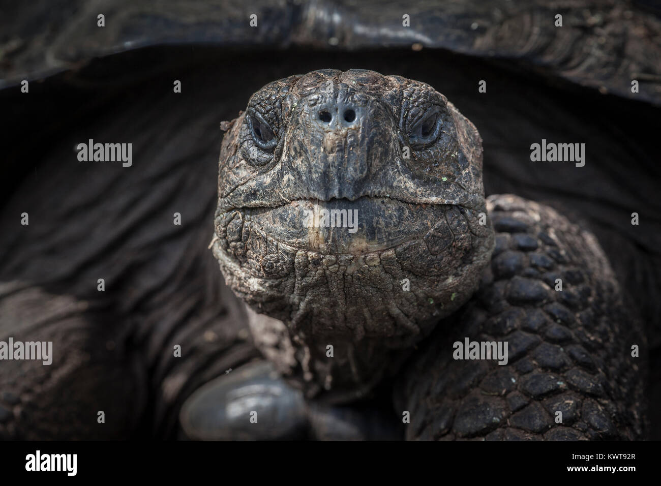 Close up of a Galapagos giant tortoise (Chelonoidis nigra guntheri) in the wild. Isabela island, Galapagos. Stock Photo
