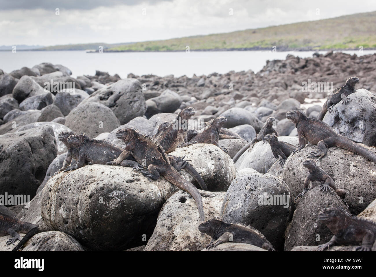 A group of marine iguanas bask on basalt boulders at the ocean's edge. Stock Photo
