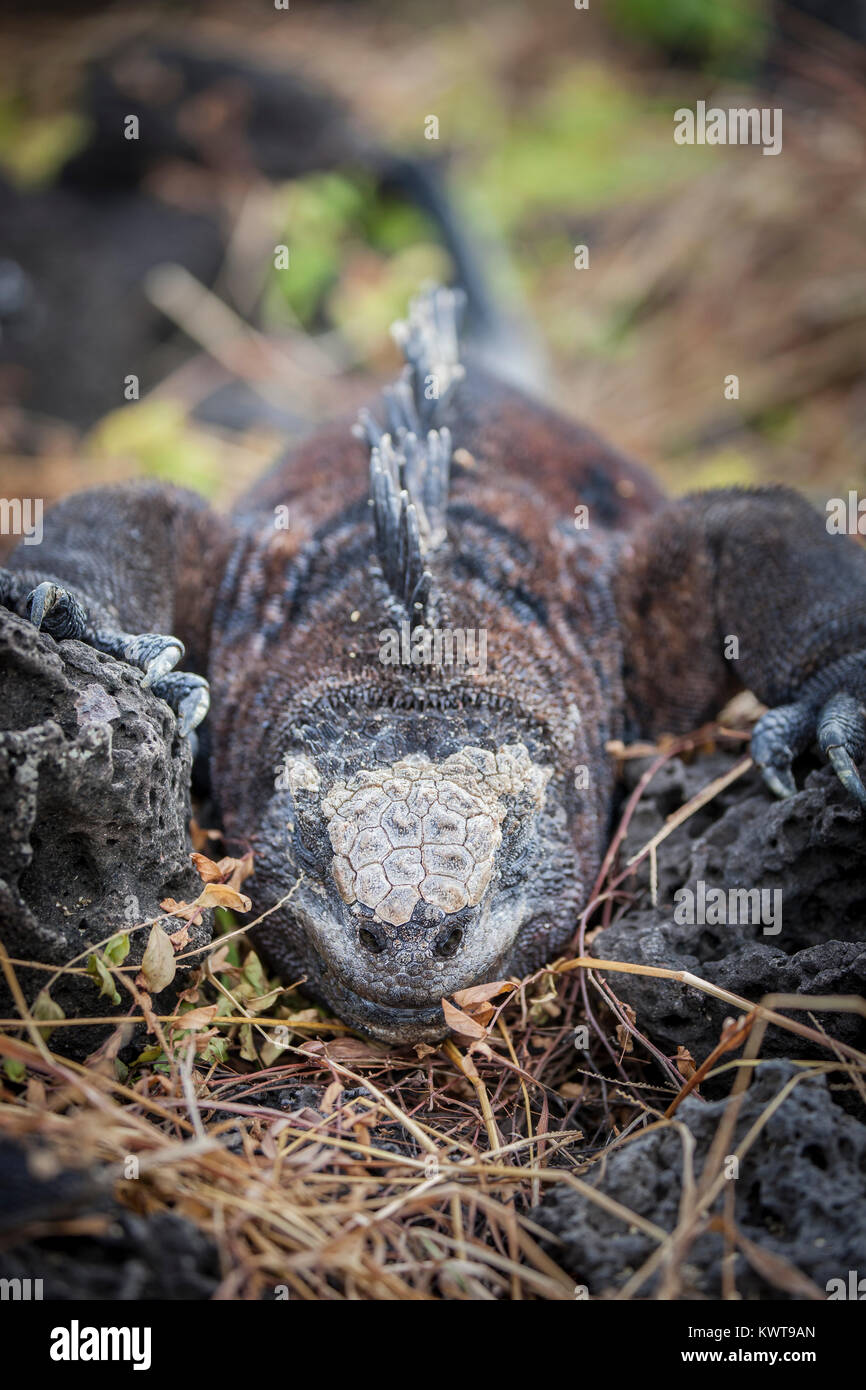 The parietal eye (also known as the 'third eye') is clearly visible on the forehead of this resting Galápagos marine iguana (Amblyrhynchus cristatus m Stock Photo