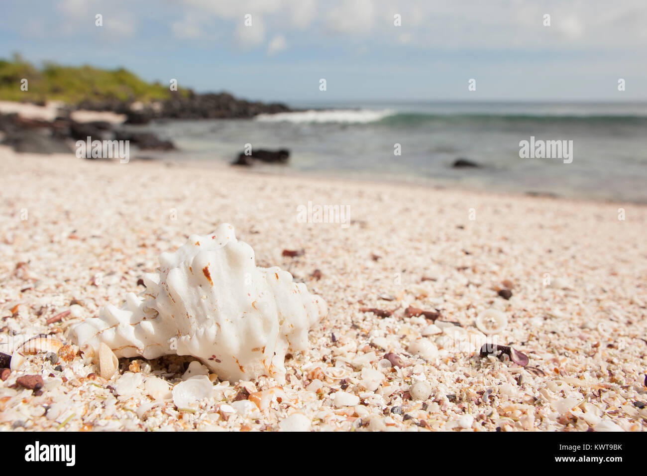 Sea shell on the beach. San Cristobal island, Galapagos. Stock Photo