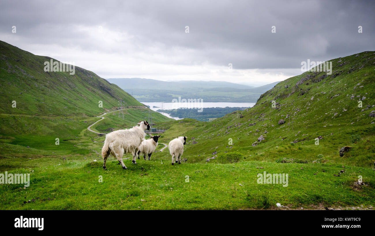 A family of sheep beside Cruachan dam and power station on Ben Cruachan mountain in the Highlands of Scotland. Stock Photo