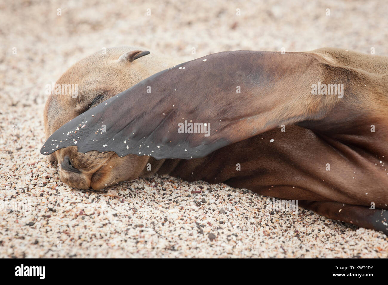 A sleepy Galápagos sea lion (Zalophus wollebaeki) pup covers its face with a flipper. Stock Photo