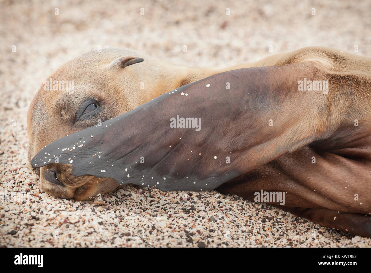 A sleepy Galápagos sea lion (Zalophus wollebaeki) pup peeks from behind a flipper. Stock Photo