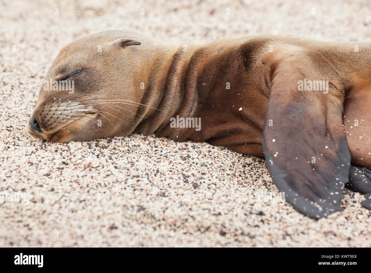 A Galápagos sea lion (Zalophus wollebaeki) pup sleeping in the sand. Stock Photo