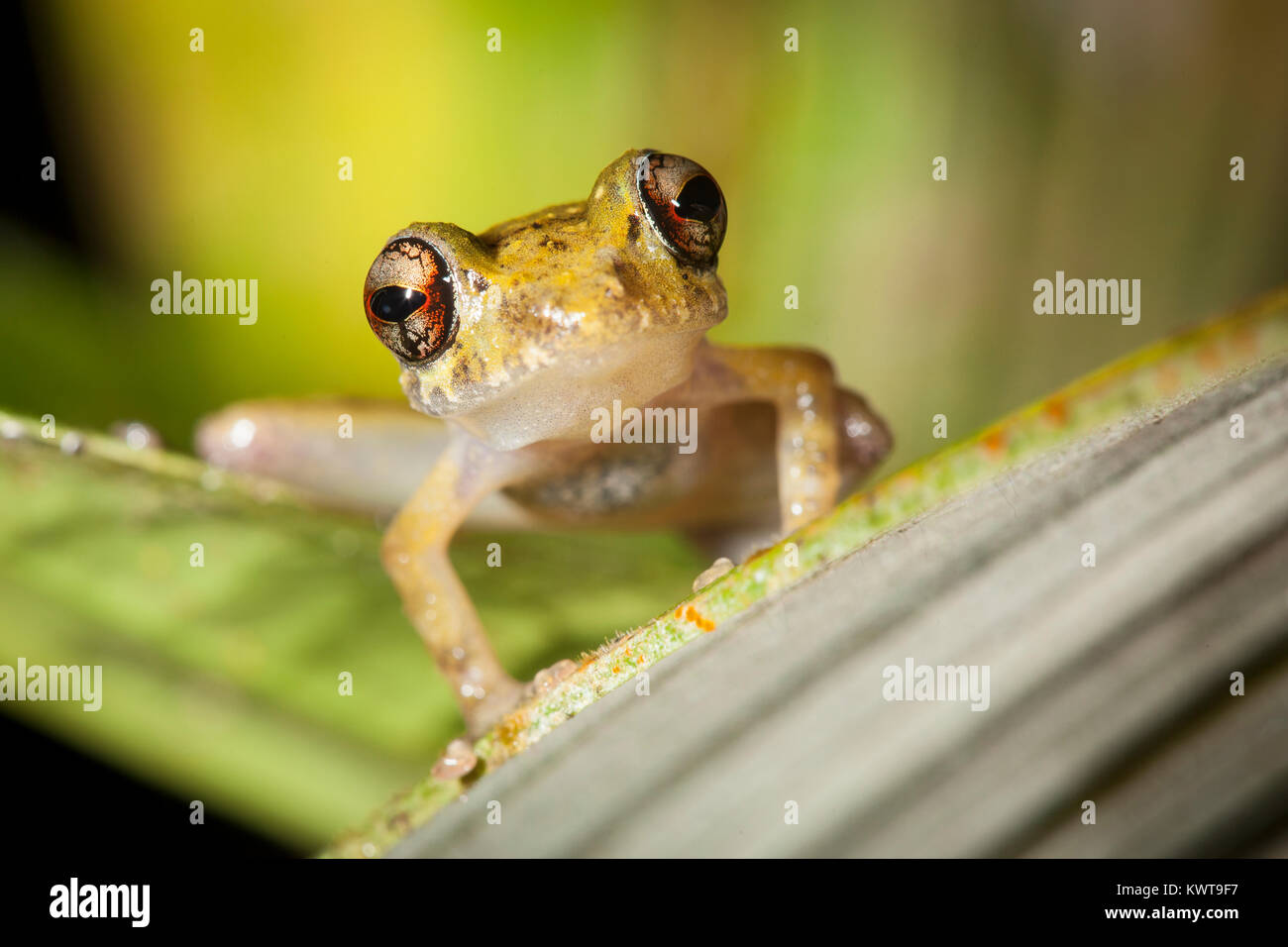 Tropical Hylid frog. Podocarpus National Park, Ecuador. Stock Photo