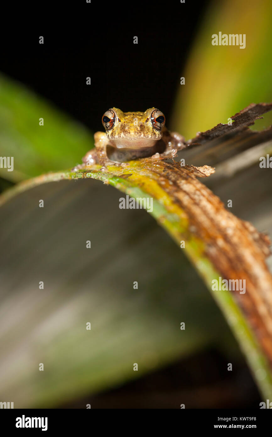 Tropical Hylid frog. Podocarpus National Park, Ecuador. Stock Photo