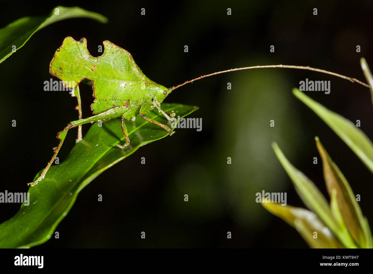 An exceptionally well-camouflaged katydid, resembling a chewed leaf. This is an excellent example of crypsis. Stock Photo