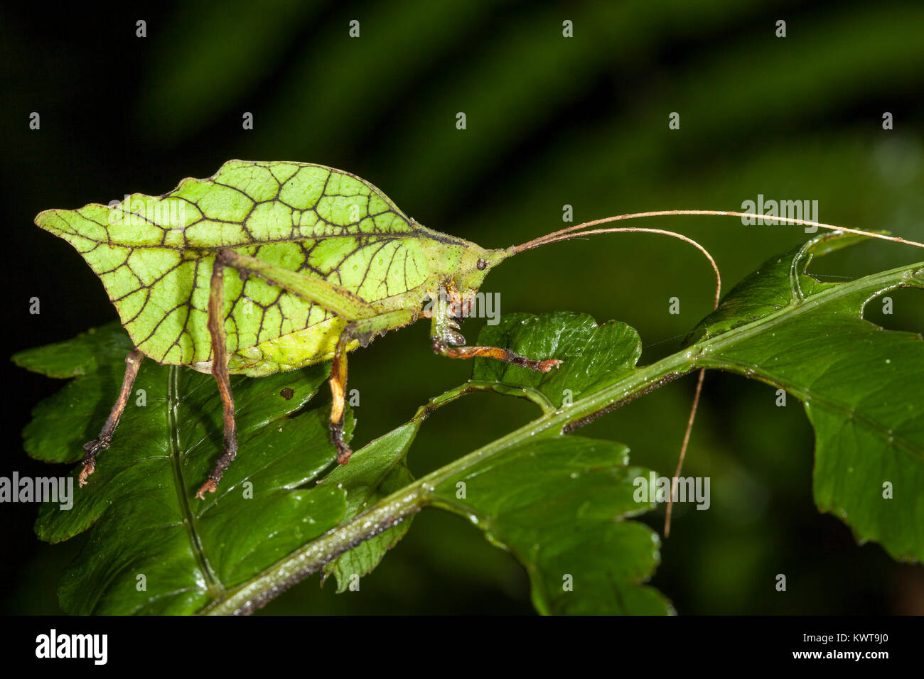An exceptionally well-camouflaged katydid, resembling a leaf. This is an excellent example of crypsis. Stock Photo
