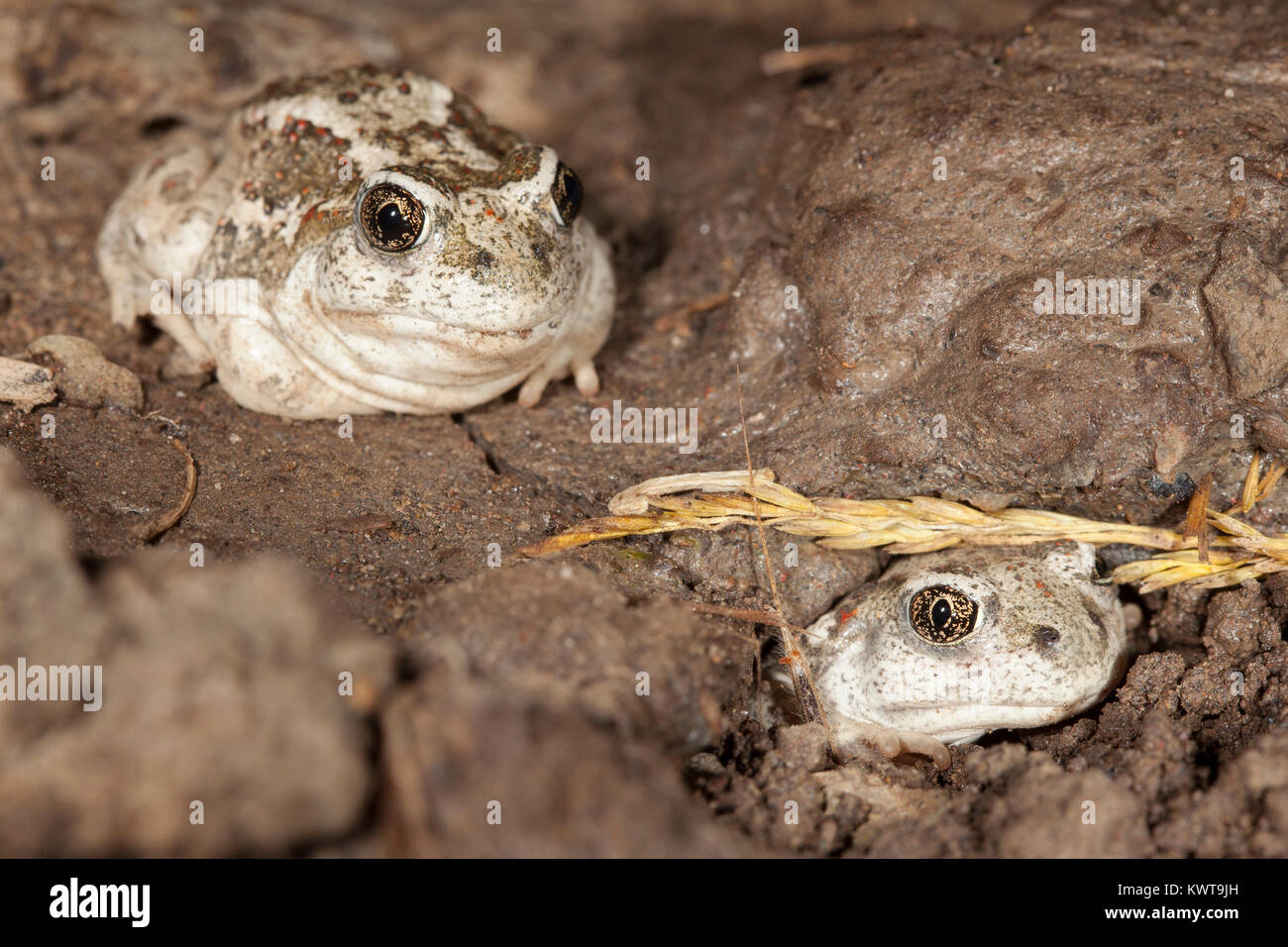 Two Great Basin spadefoot toads (Spea intermontana) emerging from their