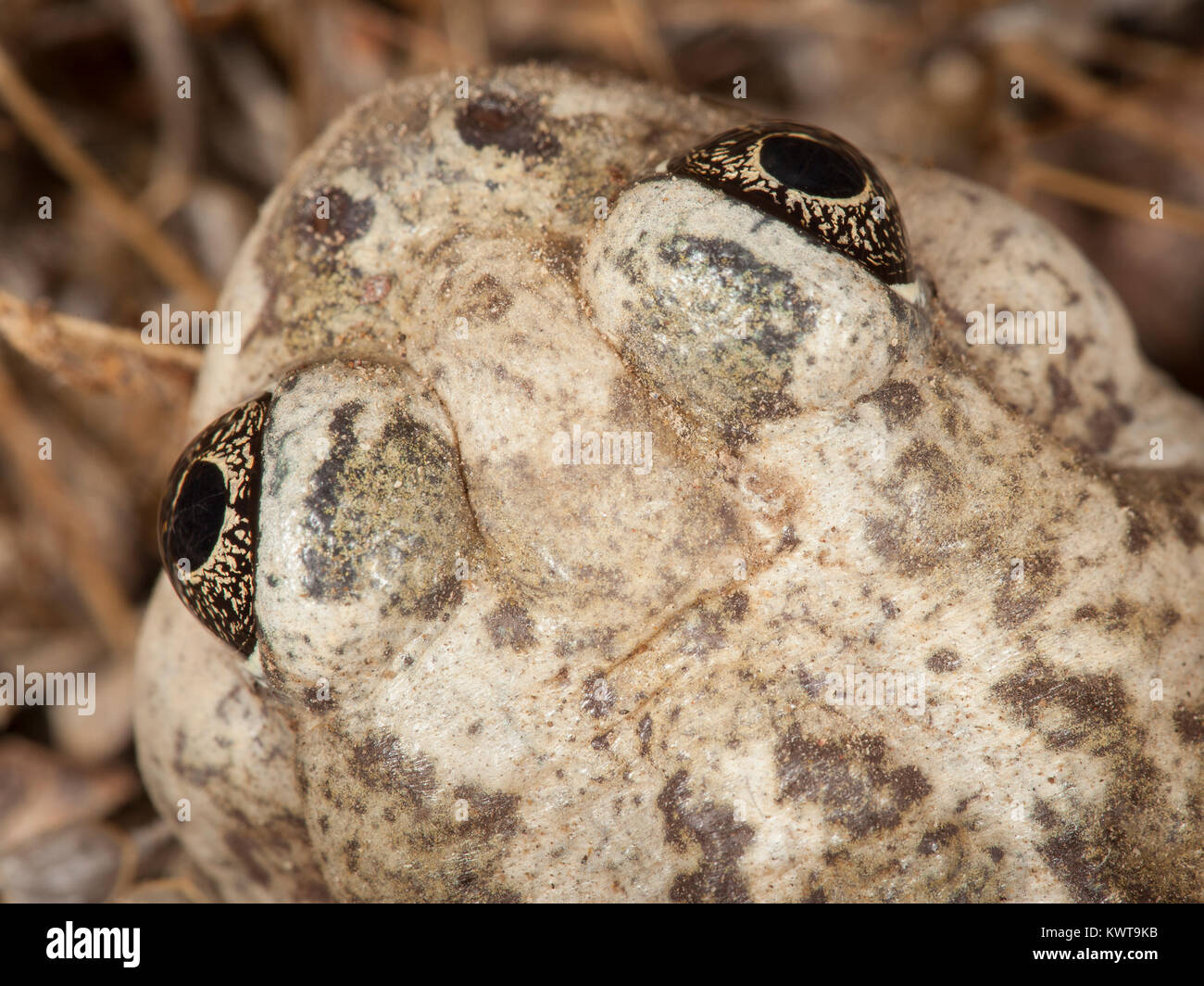 Close up of a Great Basin spadefoot toad (Spea intermontana). Spadefoots burrow underground to survive dry weather, and emerge to feed and mate when t Stock Photo