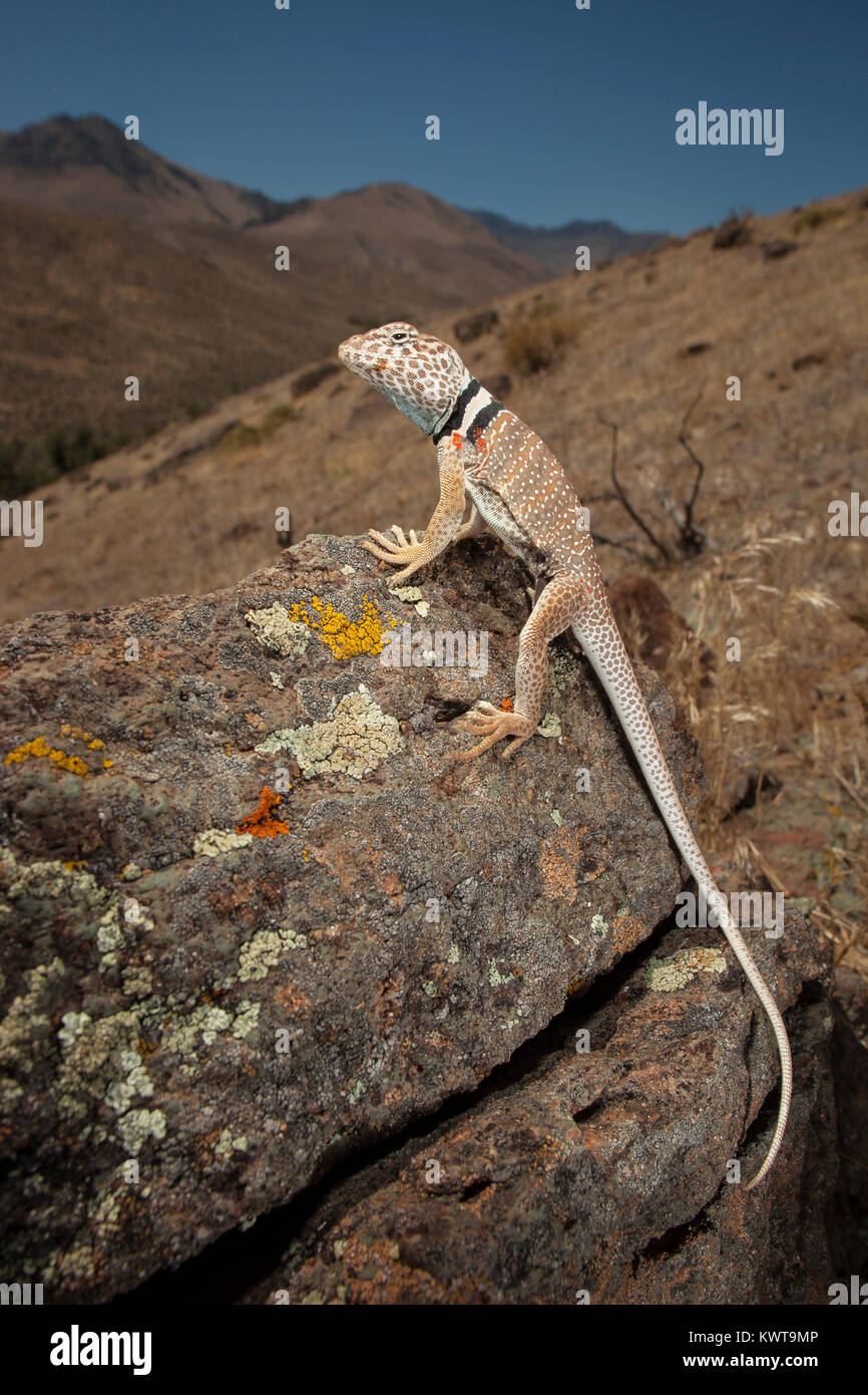 Great Basin collared lizard (Crotaphytus bicinctores) perched on a rock with sweeping vista in the background. Oregon, USA. Stock Photo