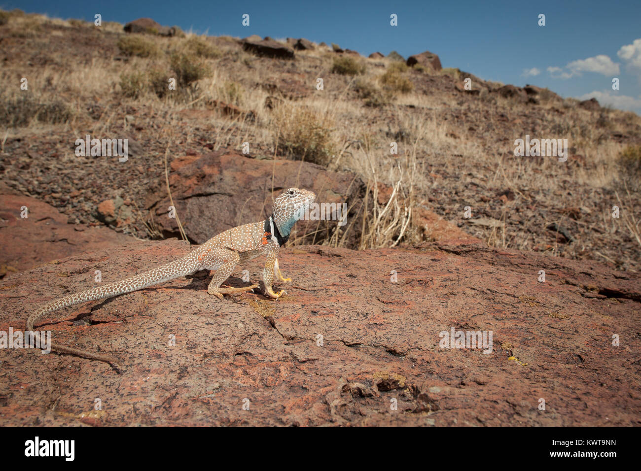 Great Basin collared lizard (Crotaphytus bicinctores). Stock Photo