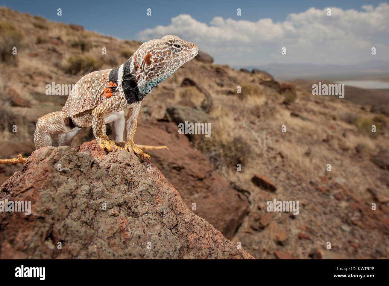 Great Basin collared lizard (Crotaphytus bicinctores) perched on a rock with sweeping vista in the background. Oregon, USA. Stock Photo