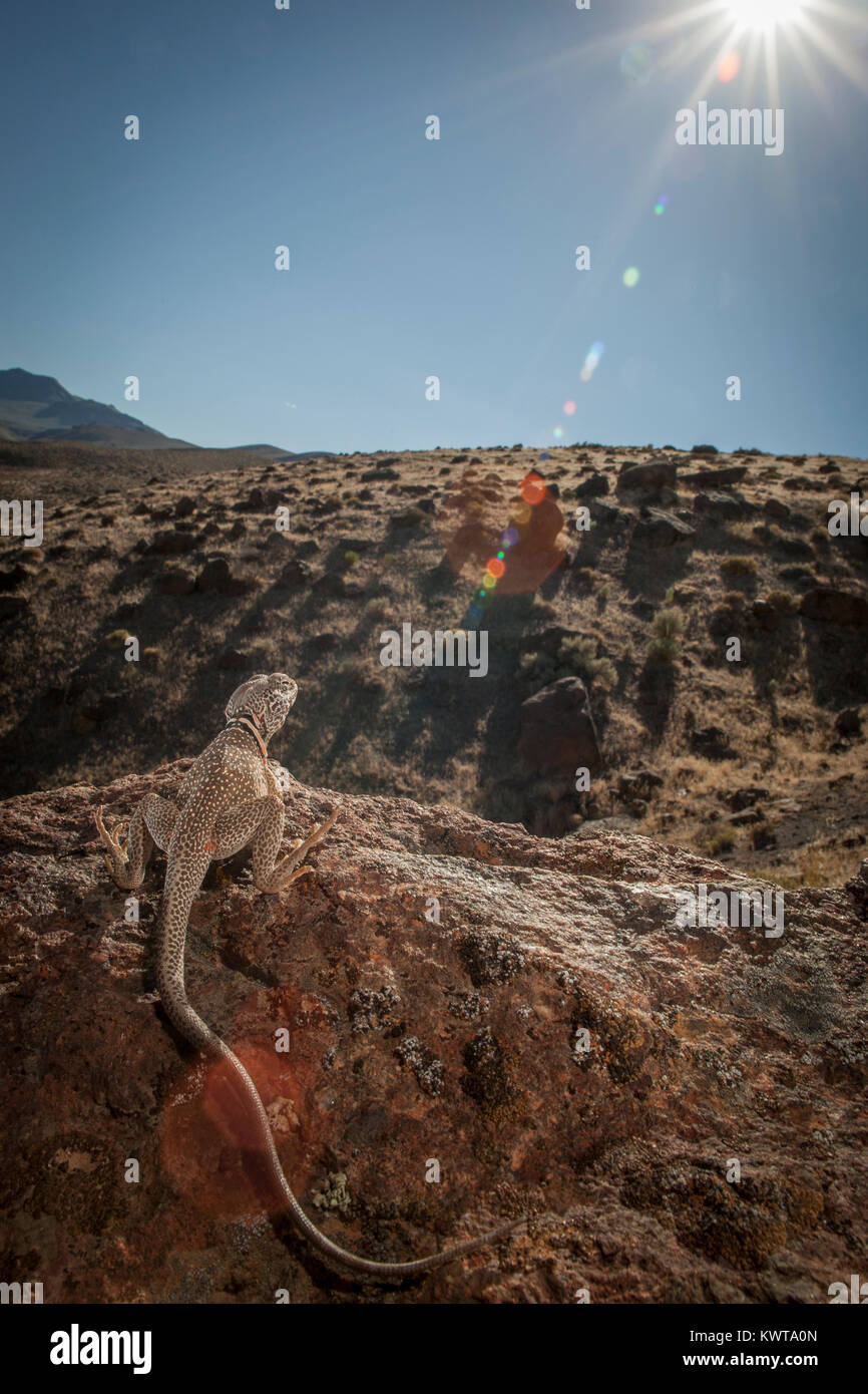 Great Basin collared lizard (Crotaphytus bicinctores), perched on a rock, with the sun in the frame. Stock Photo