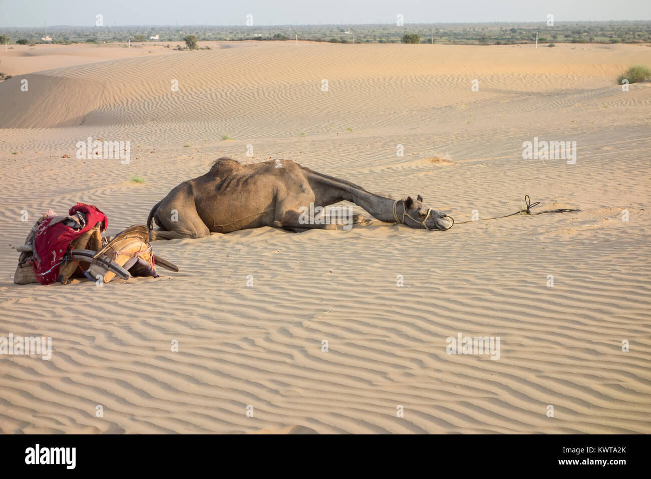 A tired camel rests in the sand next to its saddle. Thar desert, India. Stock Photo
