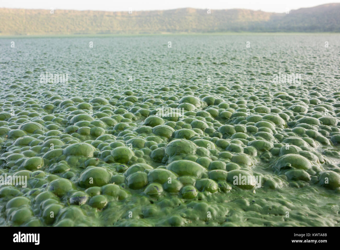 A thick green scum of algae covers some parts of Lonar Lake. (Maharashtra, India). Stock Photo
