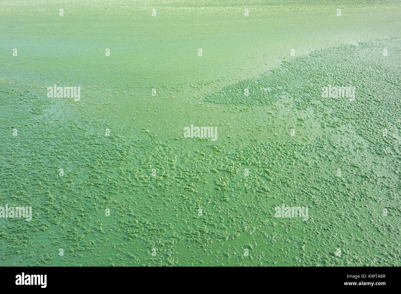 Algal bloom in a eutrophic lake. A thick green scum of algae covers some parts of Lonar Lake. (Maharashtra, India). Stock Photo