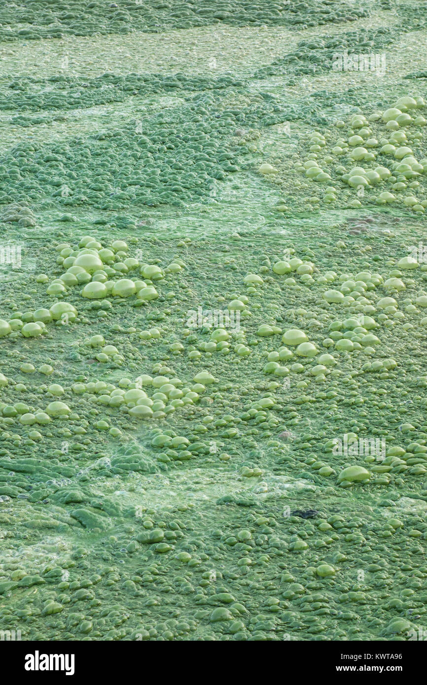 Algal bloom in a eutrophic lake. A thick green scum of algae covers some parts of Lonar Lake. (Maharashtra, India). Stock Photo