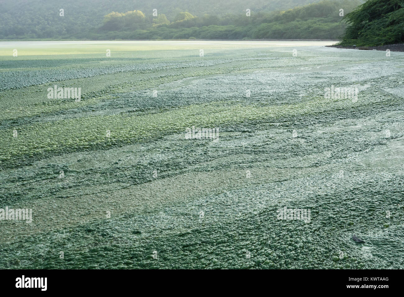 A thick green scum of algae covers some parts of Lonar Lake. (Maharashtra, India). Stock Photo