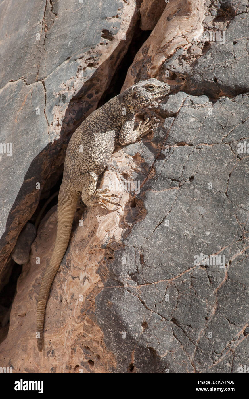 Chuckwalla (Sauromalus ater [formerly known as Saurmalus obesus]) emerging from a rock crevase to bask in Death Valley National Park, Nevada, USA. Stock Photo