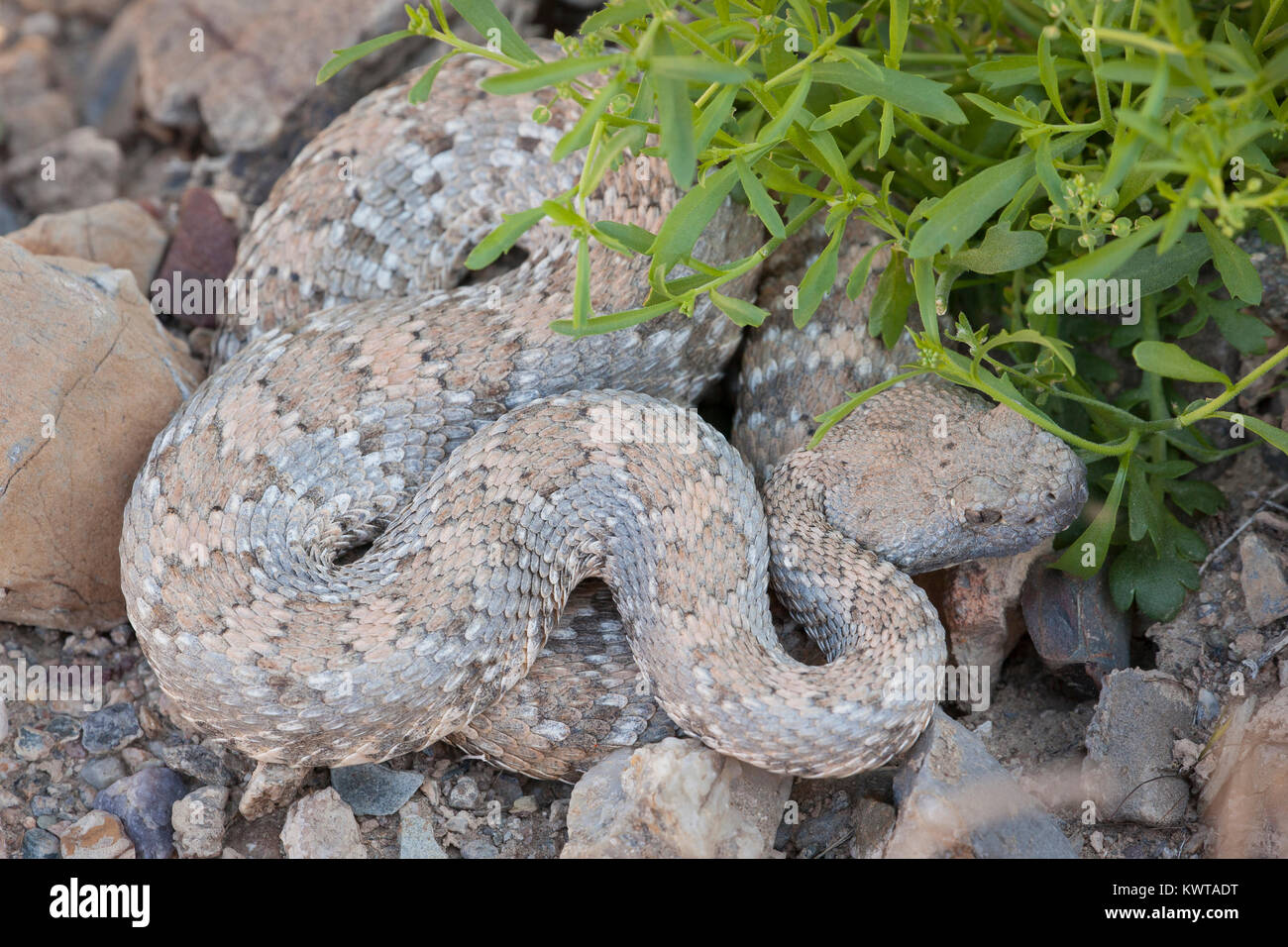 Wild Panamint rattlesnake (speckled rattlesnake, Crotalus mitchellii stephensi) in Death Valley National Park, Nevada, USA. Stock Photo
