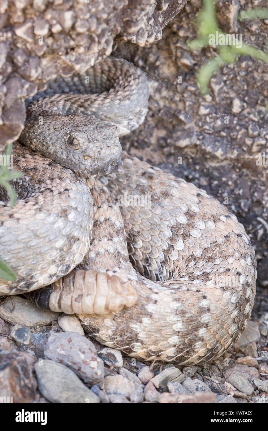 Panamint rattlesnake hires stock photography and images Alamy