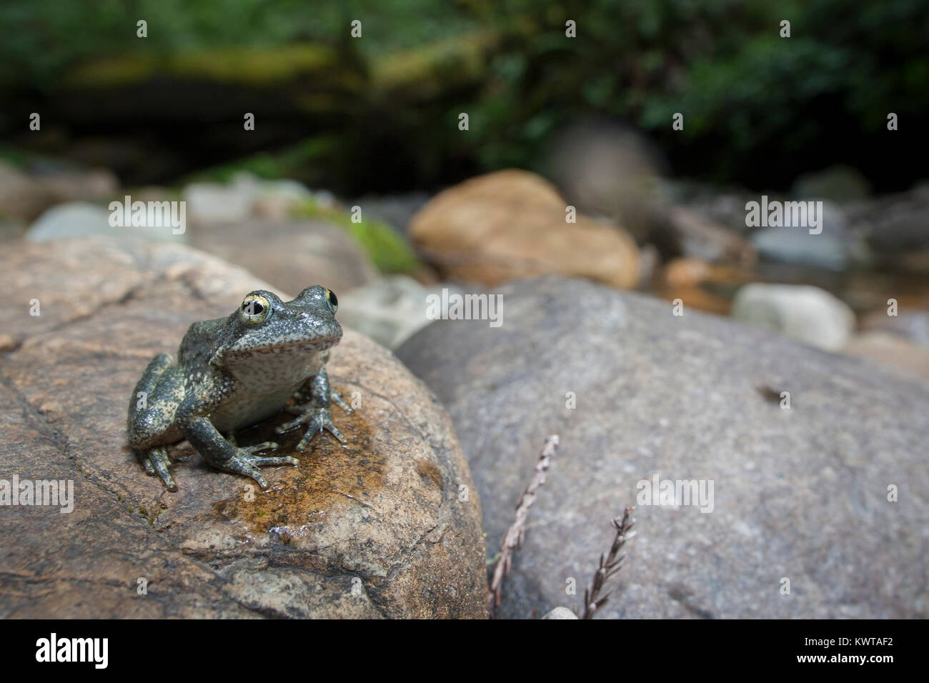 Foothill yellow-legged frog (Rana boylii) perched on a rock in Jedediah Smith Redwoods State Park, California, USA. Stock Photo