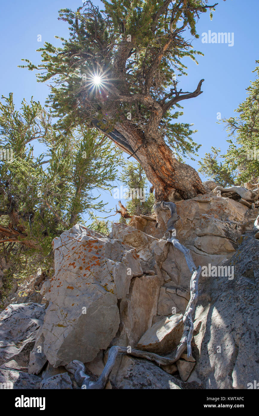 Old growth Great Basin Bristlecone Pine tree (Pinus longaeva) in the Schulman Grove in the Ancient Bristlecone Pine Forest (California, USA). Stock Photo
