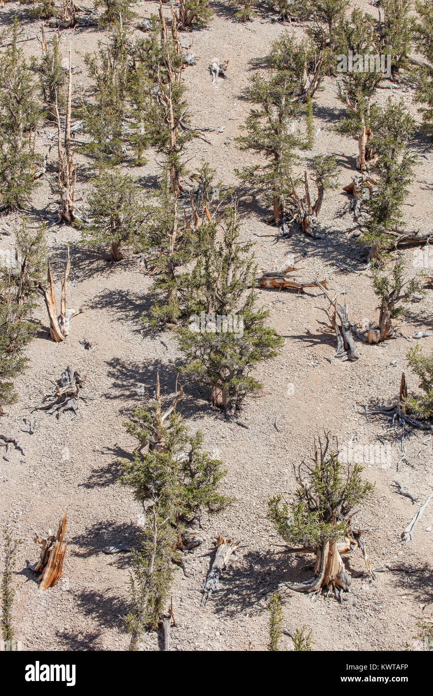 Bird's eye view of old growth forest composed of Great Basin Bristlecone Pine trees (Pinus longaeva) in the Schulman Grove in the Ancient Bristlecone  Stock Photo