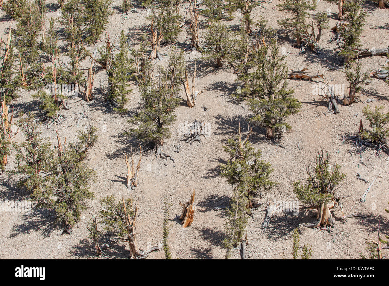Bird's eye view of old growth forest composed of Great Basin Bristlecone Pine trees (Pinus longaeva) in the Schulman Grove in the Ancient Bristlecone  Stock Photo