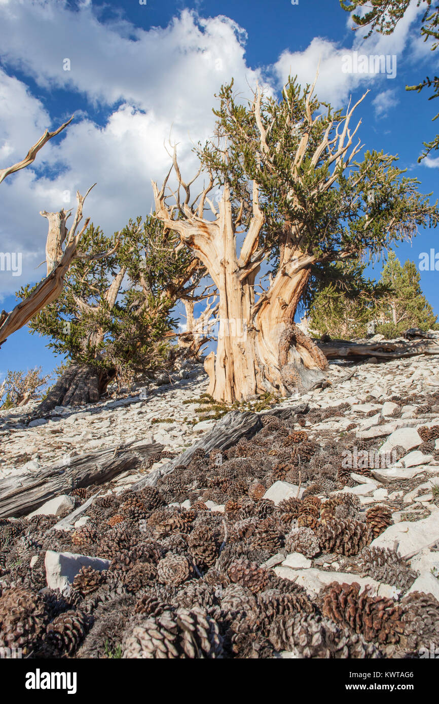 Old growth Great Basin Bristlecone Pine tree (Pinus longaeva) in Patriarch Grove, Ancient Bristlecone Pine Forest (CA, USA). Pine cones in foreground. Stock Photo