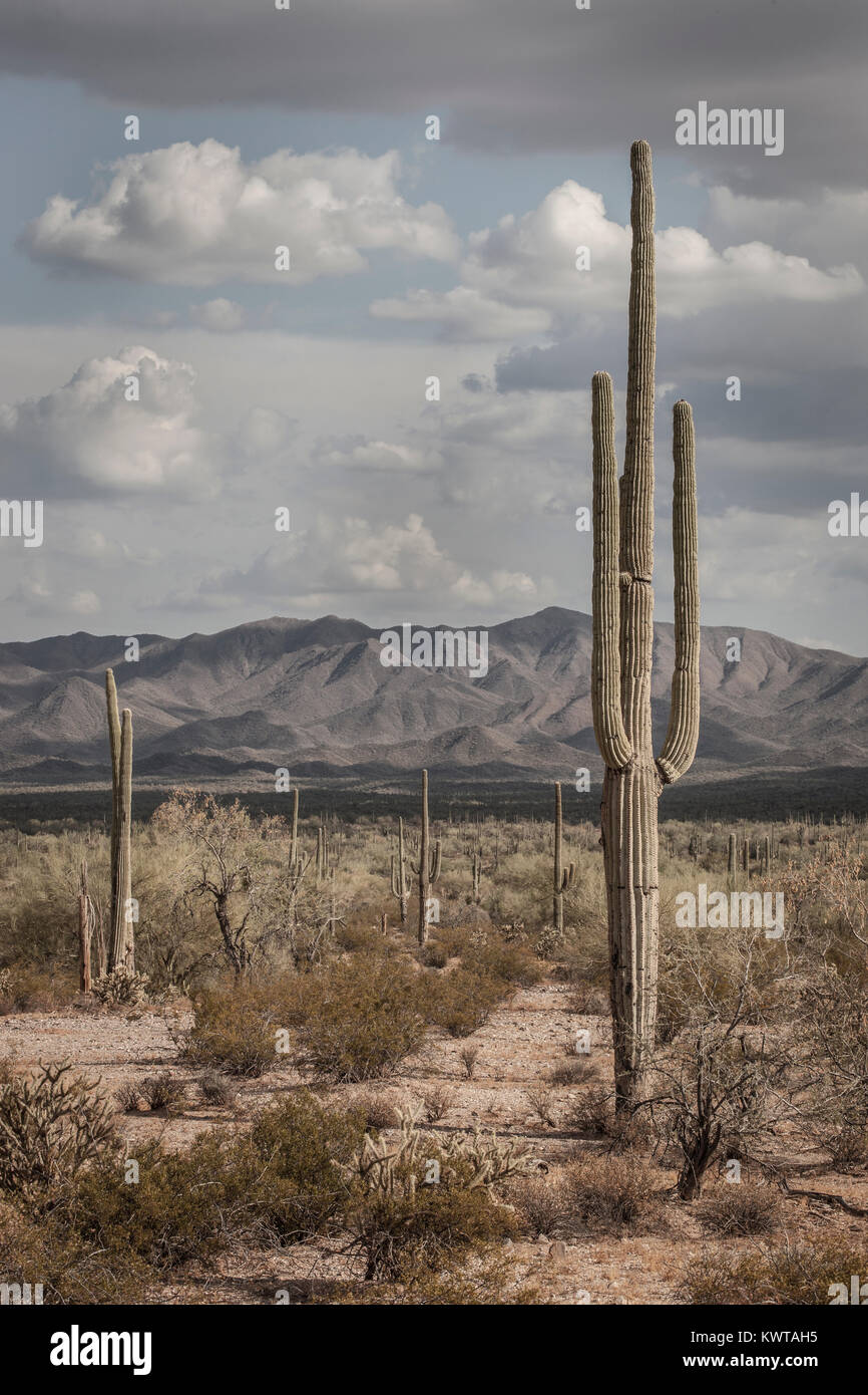 Saguaro cacti (Carnegiea gigantea) in Sonoran Desert National Monument. Stock Photo