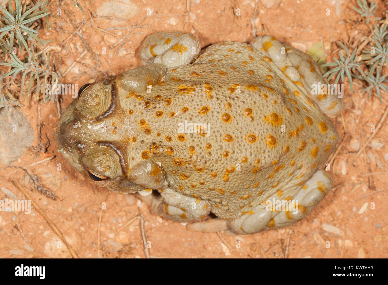 Top view of a Sonoran desert toad (Colorado River toad), Incilius alvarius (Bufo alvarius). Poison glands behind head and on legs are clearly visible. Stock Photo