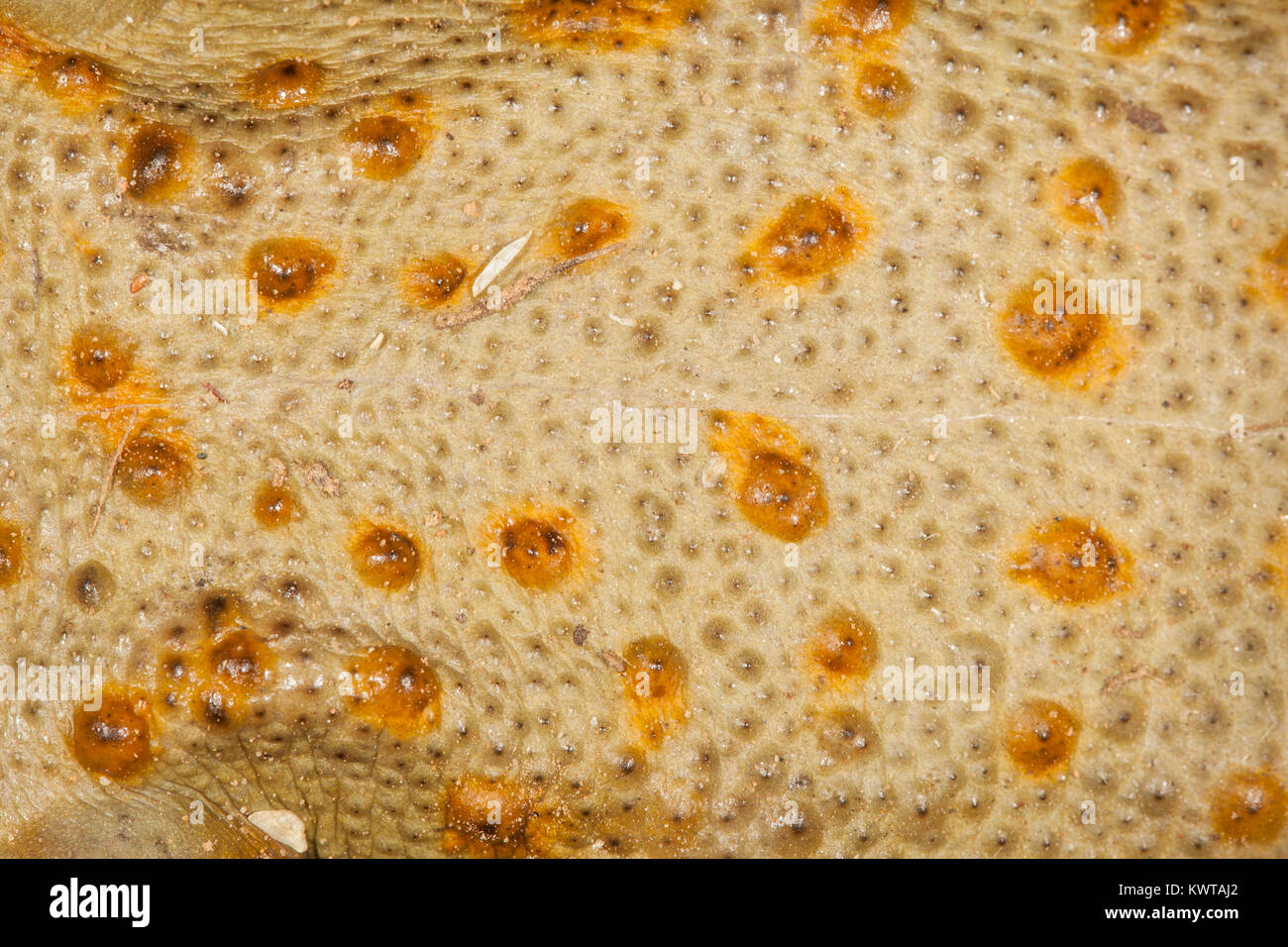 Close up of the rough, warty skin of a Sonoran desert toad (Colorado River toad), Incilius alvarius (Bufo alvarius). Stock Photo