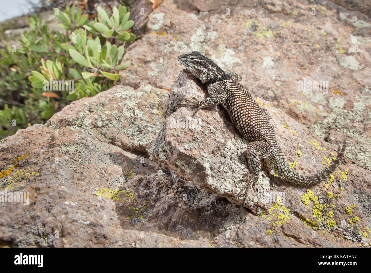 Mountain spiny lizard (Sceloporus jarrovii) on a rock. Stock Photo