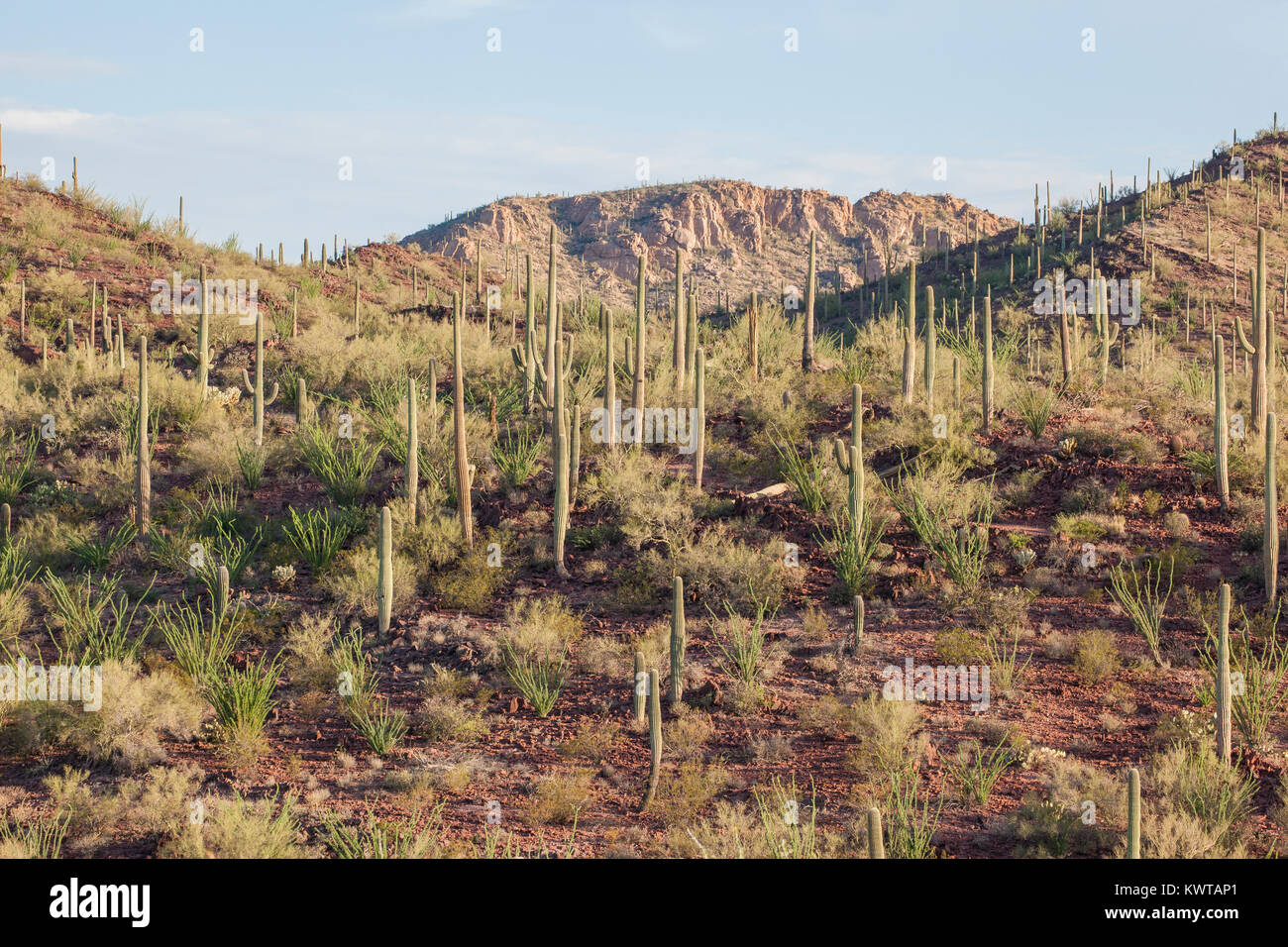 Saguaro cacti ((Carnegiea gigantea), Saguaro National Park, Arizona, USA. Stock Photo