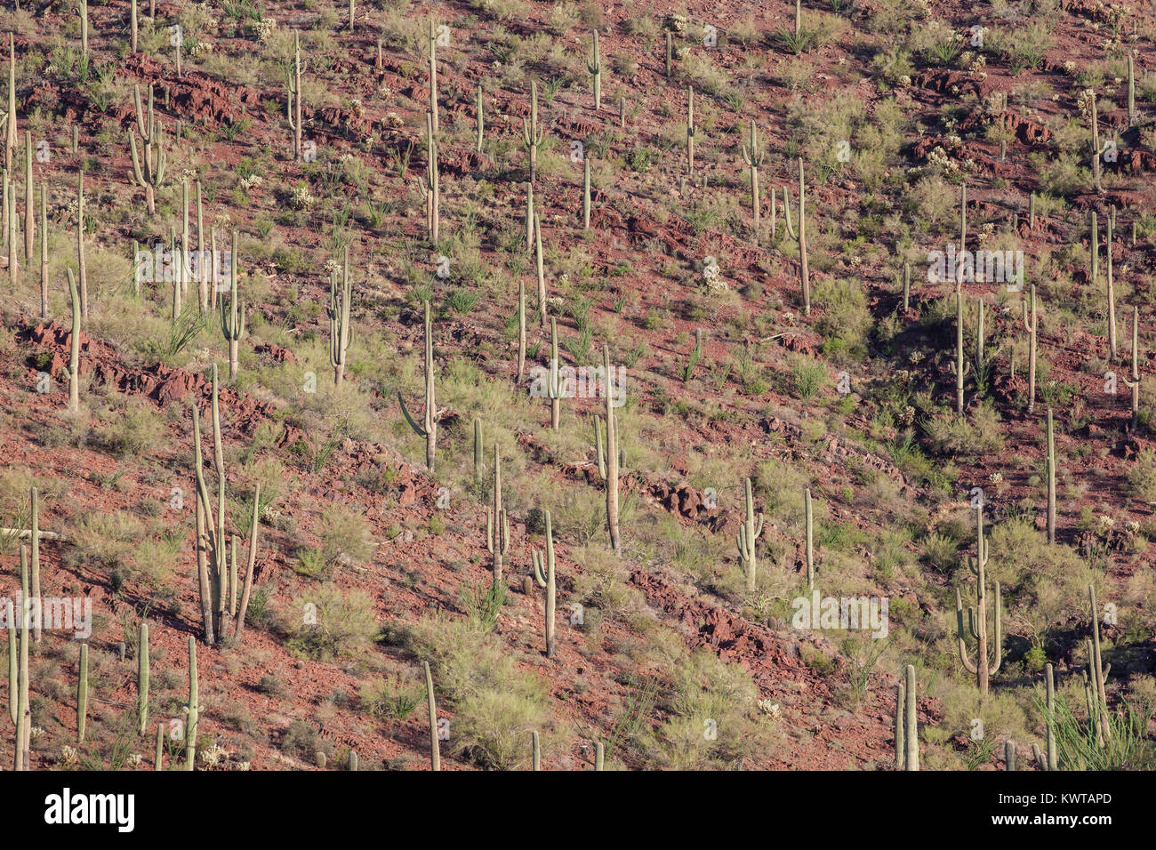 Saguaro cacti ((Carnegiea gigantea), Saguaro National Park, Arizona, USA. Stock Photo