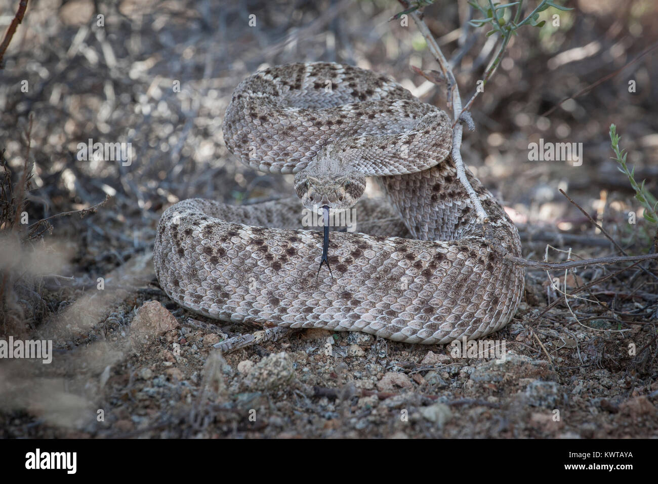 Coiled western diamondback rattlesnake (Crotalus atrox), ready to strike, extending its forked tongue. Stock Photo