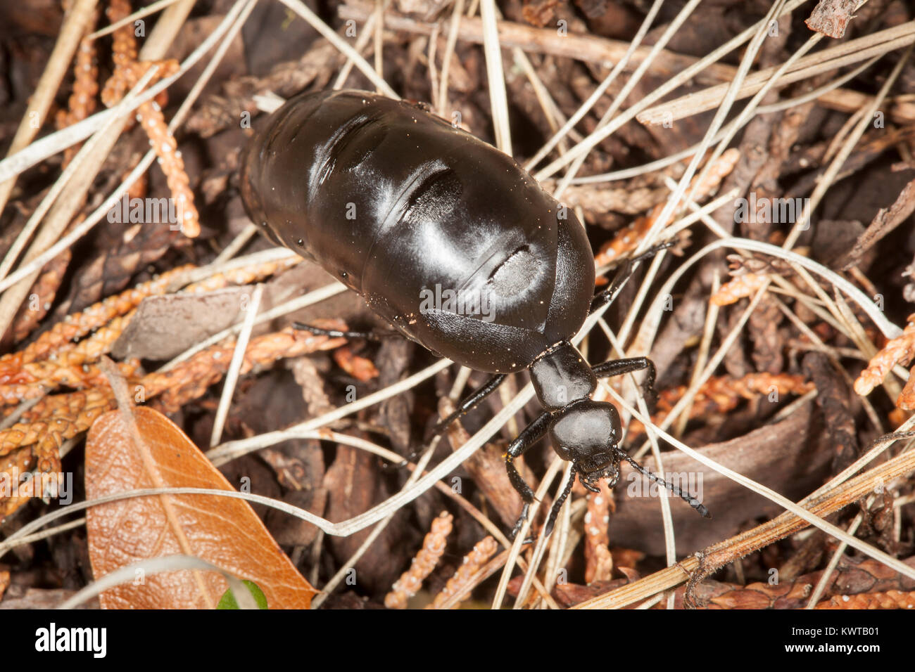 Oil beetle (Meloe sp.), a type of blister beetle (family Meloidae), with a characteristically swollen abdomen. Stock Photo