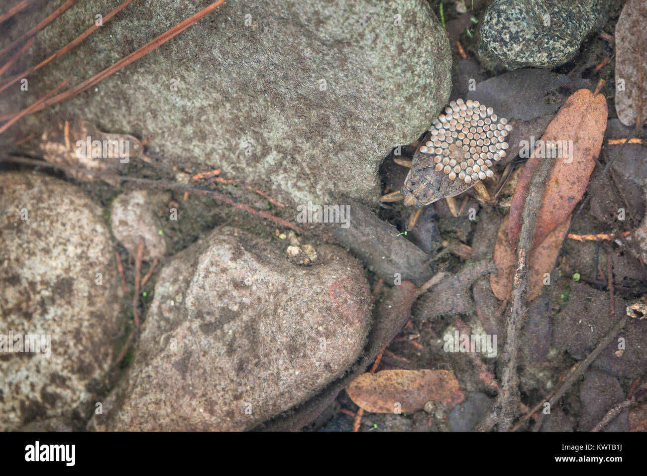 Male giant water bug (aka, toebiter, family Belostomatidae, Order