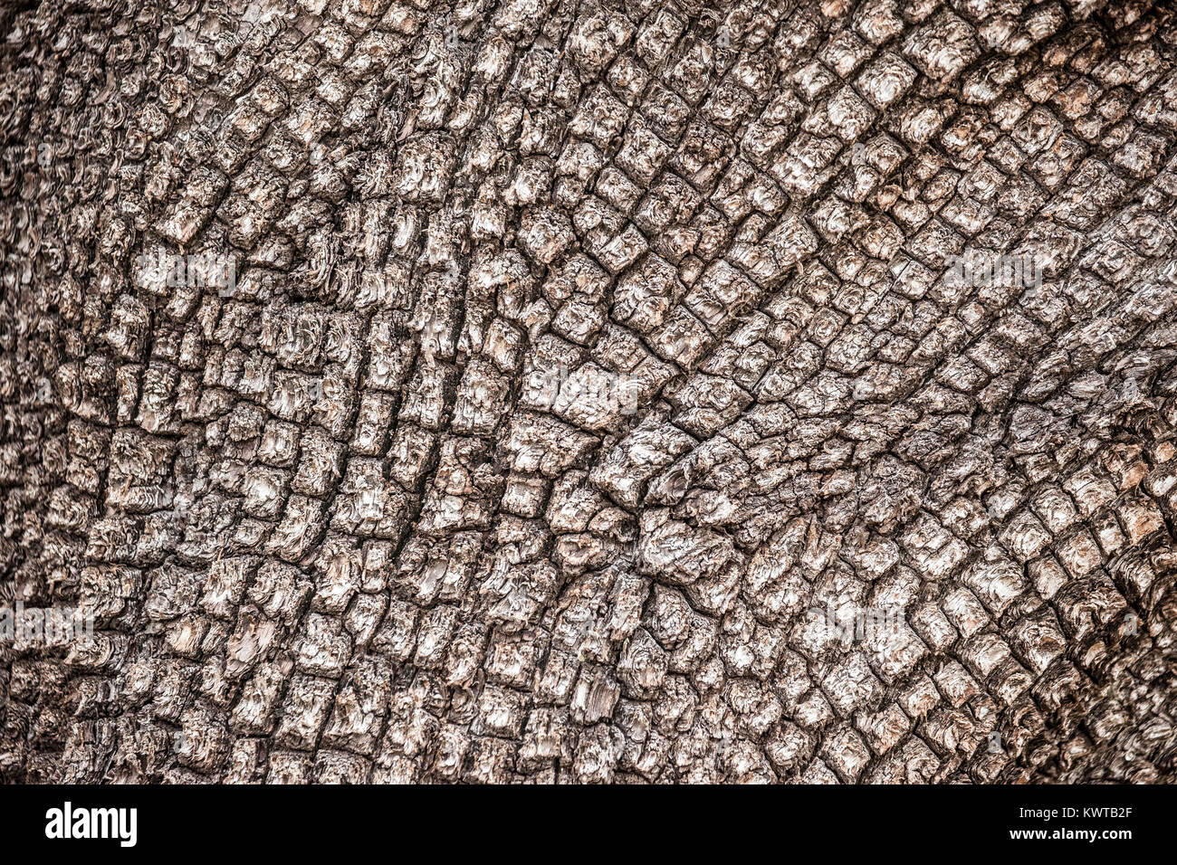 Close up of the rough textured bark of an alligator juniper tree (Juniperus deppeana). Stock Photo